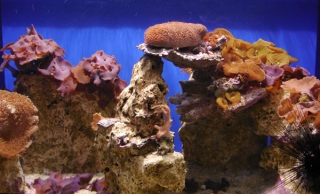 Coral